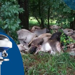 La única protección total para establecimientos ganaderos – CMCE SERTEC el único pararrayos que anula la formación del rayo